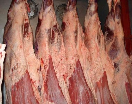 Hiper proteínas en terneros Holandos - Image 12