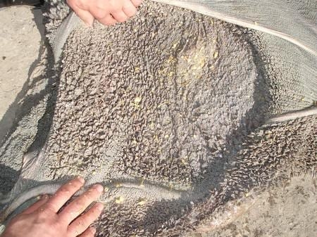 Hiper proteínas en terneros Holandos - Image 4