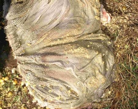 Hiper proteínas en terneros Holandos - Image 10