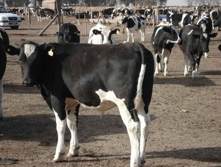 Hiper proteínas en terneros Holandos - Image 1