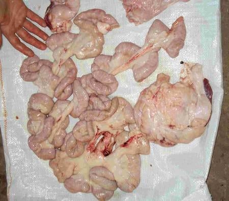 Hiper proteínas en terneros Holandos - Image 11