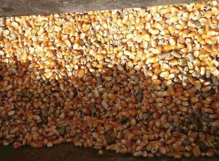 Hiper proteínas en terneros Holandos - Image 17