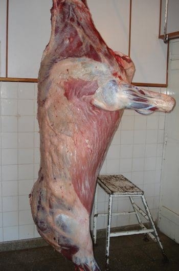 Hiper proteínas en terneros Holandos - Image 3