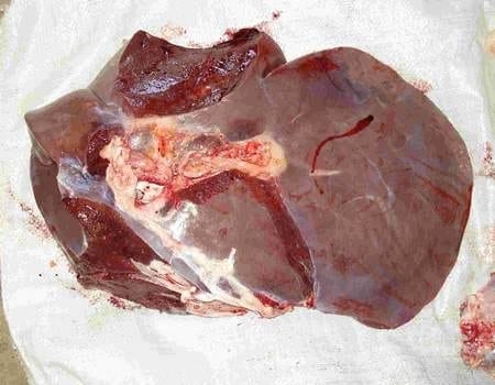 Hiper proteínas en terneros Holandos - Image 13