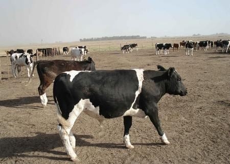 Hiper proteínas en terneros Holandos - Image 2