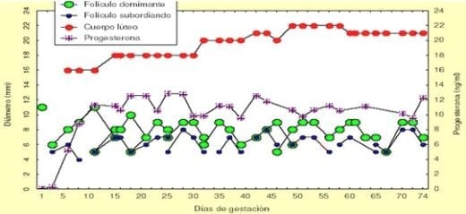 Perfil endocrino y reproductivo durante la lactación relacionado con el anestro postparto y la modulación ovárica para mejorar la eficiencia en la vaca lechera - Image 2