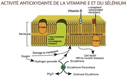 Impacto y gestión nutricional del estrés por calor en vacas de leche - Image 8