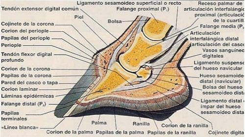 Por qué usar herraduras - Image 1