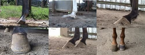 Por qué usar herraduras - Image 3