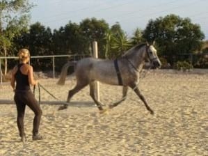 Generalidades y comentarios sobre el examen de compra en caballos - Image 4