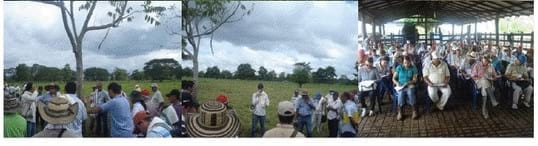 Experiencia con PRV en la ganadería La Belleza para la producción de leche y carne con ganado mestizo - Image 19