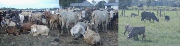 EXPERIENCIA CON PRV EN LA GANADERÍA EBENEZER PARA LA PRODUCCIÓN DE LECHE Y CARNE CON GANADO MESTIZO DE BIOTIPO CEBUÍNO EN EL MUNICIPIO DE MATURÍN, ESTADO MONAGAS, VENEZUELA - Image 27