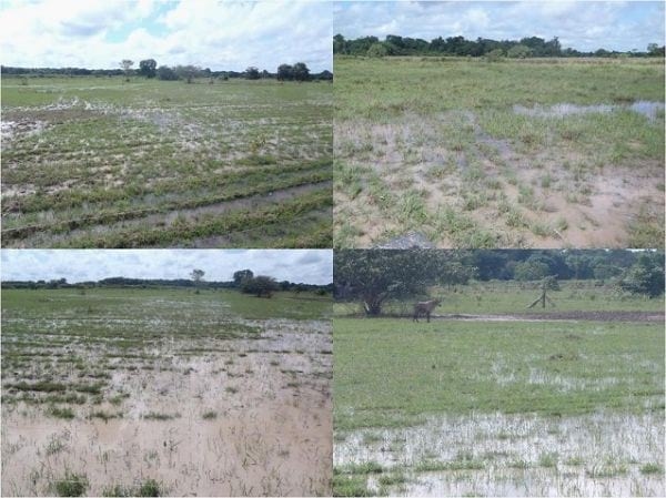 EXPERIENCIA CON PRV EN LA GANADERÍA EBENEZER PARA LA PRODUCCIÓN DE LECHE Y CARNE CON GANADO MESTIZO DE BIOTIPO CEBUÍNO EN EL MUNICIPIO DE MATURÍN, ESTADO MONAGAS, VENEZUELA - Image 4