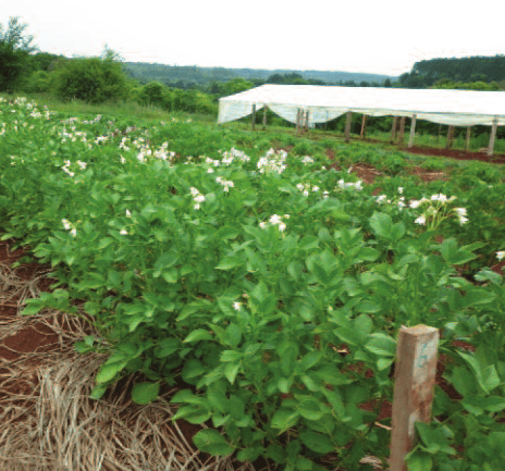 Energía limpia y fertilizante, que más se puede pedir - Image 2