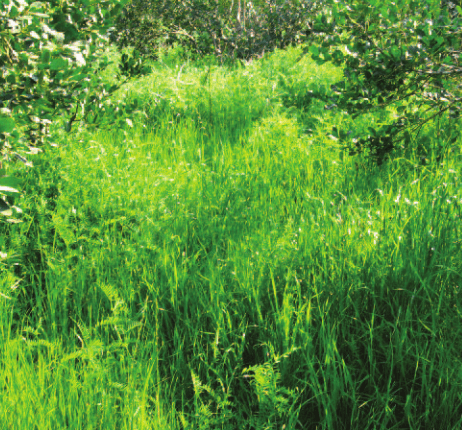 Energía limpia y fertilizante, que más se puede pedir - Image 3