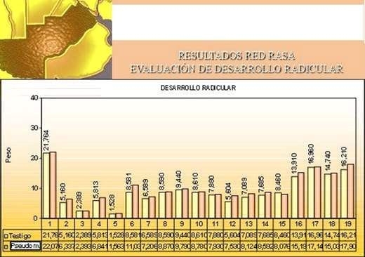 Uso de Bacterias Promotoras del Crecimiento Vegetal, Inoculantes en el cultivo de Maíz - Image 1