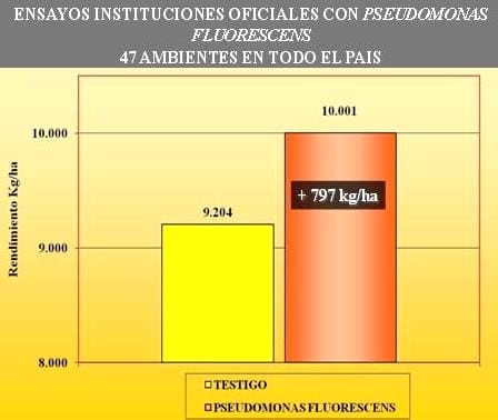 Uso de Bacterias Promotoras del Crecimiento Vegetal, Inoculantes en el cultivo de Maíz - Image 2