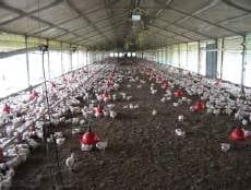 Las 8 Preguntas sobre Ventilación en Pollos más Discutidas en el Campo. (Actualización) - Image 17