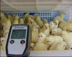 Las 8 Preguntas sobre Ventilación en Pollos más Discutidas en el Campo. (Actualización) - Image 2