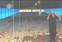 Las 8 Preguntas sobre Ventilación en Pollos más Discutidas en el Campo. (Actualización) - Image 4