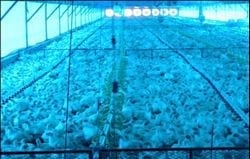 Las 8 Preguntas sobre Ventilación en Pollos más Discutidas en el Campo. (Actualización) - Image 5