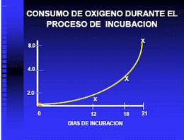 Ventilacion en pollos de engorda