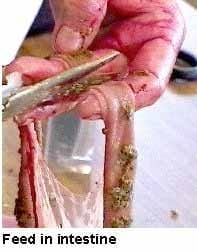 Guía visual del retiro de alimento en pollos - Image 1