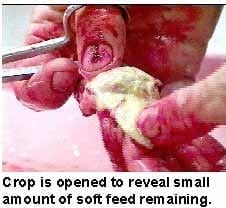 Guía visual del retiro de alimento en pollos - Image 2