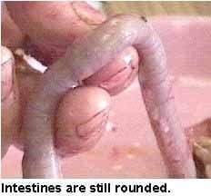 Guía visual del retiro de alimento en pollos - Image 3