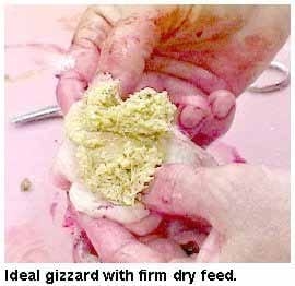 Guía visual del retiro de alimento en pollos - Image 4