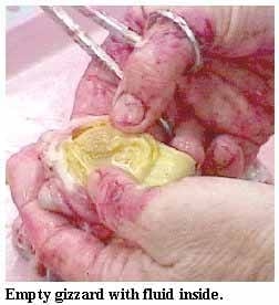 Guía visual del retiro de alimento en pollos - Image 5