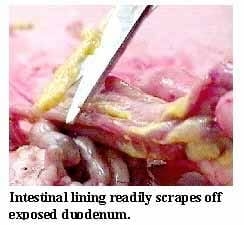 Guía visual del retiro de alimento en pollos - Image 6