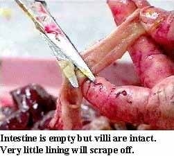 Guía visual del retiro de alimento en pollos - Image 7