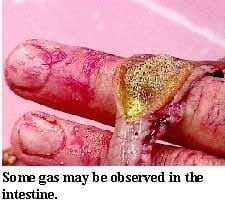 Guía visual del retiro de alimento en pollos - Image 8