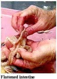 Guía visual del retiro de alimento en pollos - Image 9