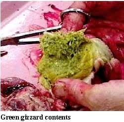 Guía visual del retiro de alimento en pollos - Image 10