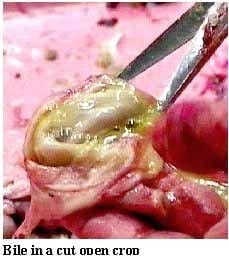 Guía visual del retiro de alimento en pollos - Image 11