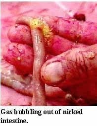 Guía visual del retiro de alimento en pollos - Image 12