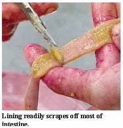 Guía visual del retiro de alimento en pollos - Image 13