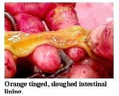 Guía visual del retiro de alimento en pollos - Image 14