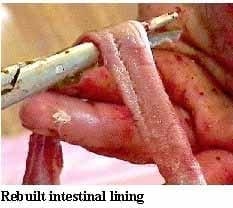 Guía visual del retiro de alimento en pollos - Image 15