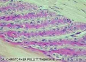 ¿Porque la laminitis es una enfermedad invalidante para el caballo? - Image 4