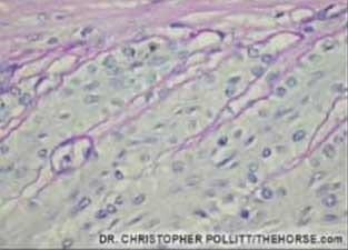 ¿Porque la laminitis es una enfermedad invalidante para el caballo? - Image 5