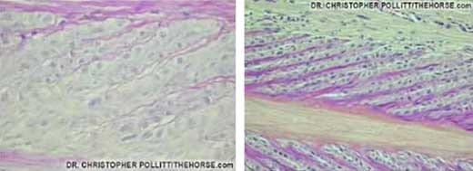 ¿Porque la laminitis es una enfermedad invalidante para el caballo? - Image 6