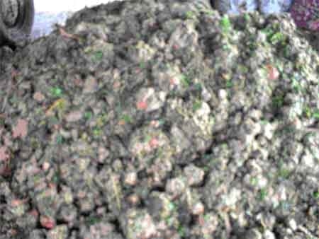 Suplementación con follaje de Acacia decurrens, Chusquea scadens y Solanum Tuberosum a vacas Holstein en producción en el municipio de Ubaque (Cundinamarca) - Image 2