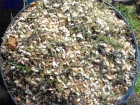 Suplementación con follaje de Acacia decurrens, Chusquea scadens y Solanum Tuberosum a vacas Holstein en producción en el municipio de Ubaque (Cundinamarca) - Image 3