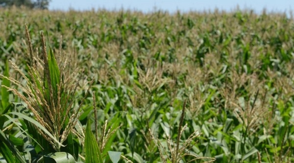 Daniel Werner: “El sistema de producción no puede seguir funcionando tal como lo hace” - Image 1