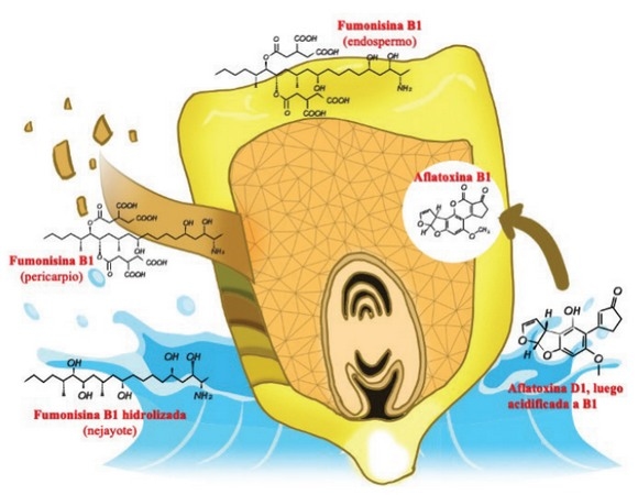Nixtamalización en Maíz Contaminado con Micotoxinas - Image 1