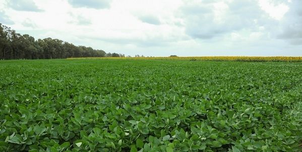 Argentina - Presentan visualizador económico para producciones agropecuarias - Image 3