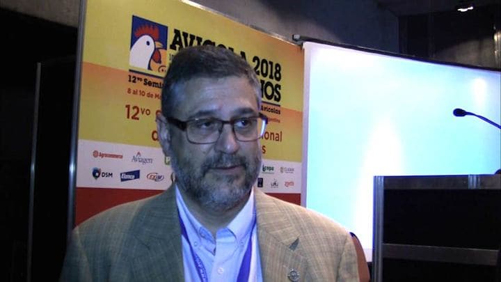 Producción avícola sin antibióticos promotores de crecimiento